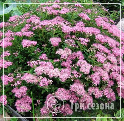 Спирея японская Голден карпет Spiraea japonica Golden Carpet - купить  декоративные и хвойные растения с доставкой по Украине в магазине Добродар