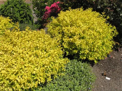 Спирея японская Голден карпет Spiraea japonica Golden Carpet - купить  декоративные и хвойные растения с доставкой по Украине в магазине Добродар