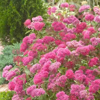 Спирея японская Голден Принцесс (Spiraea japonica Golden Princess)