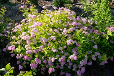 Спирея японская Голден Карпет (Spiraea japonica Golden Carpet) купить  саженцы оптом и в розницу - питомник растений Садовая Империя