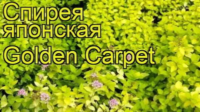 Спирея ниппонская \"White Carpet\" | LeafGarden