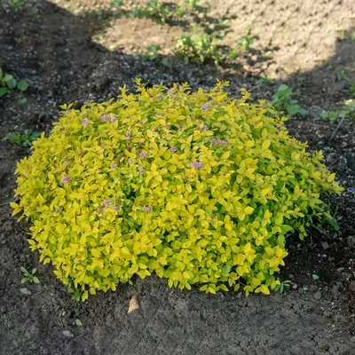 Спирея японская Голден Карпет (Golden Carpet) купить в городе Москва