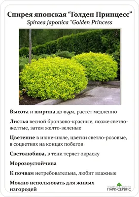 Спирея японская Голден Принцесс (Spiraea japonica Golden Princess)