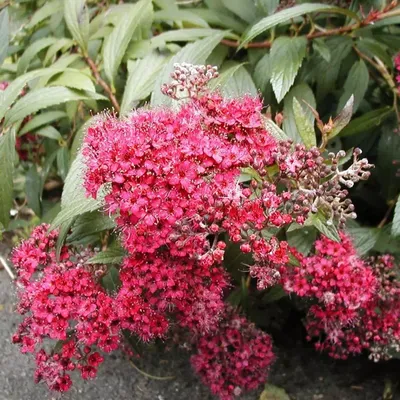 Спирея японская Голден Карпет (Spiraea japonica Golden Carpet) купить  саженцы недорого оптом и в розницу - питомник растений Зелёный Рай