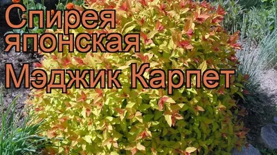 Спирея японская: голден принцесс, макрофилла, голдфлейм, фробели, маленькая  принцесса, golden princess, таволга