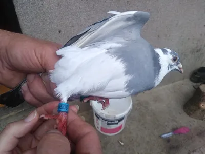 Найден спортивный голубь - Домашнее содержание голубей - Форумы Mybirds.ru  - все о птицах