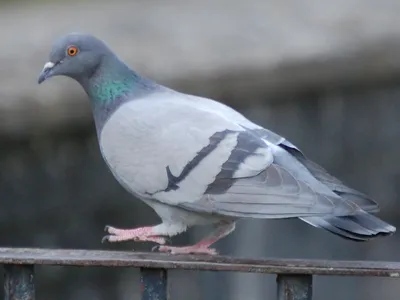 Сизый голубь — Википедия