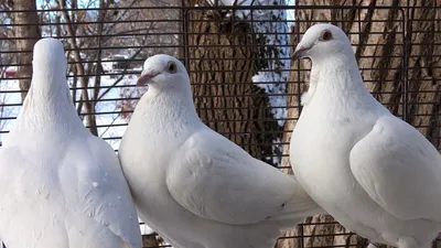 Голуби: бывшие почтальоны, а теперь – элитные птицы | Птица дома | Дзен