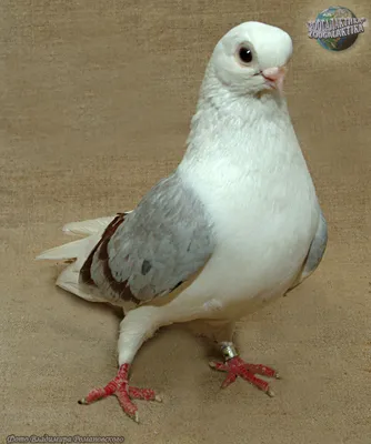 Домашние голуби - Голуби рода Columba | Некоммерческий  учебно-познавательный интернет-портал Зоогалактика