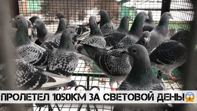 Спортивные голуби г. Селидово. В гостях у Баркова А.А. (0506461702) -  YouTube