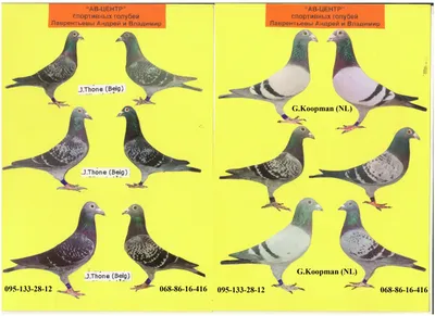 Спортивные голуби. - Декоративные - Продажа голубей