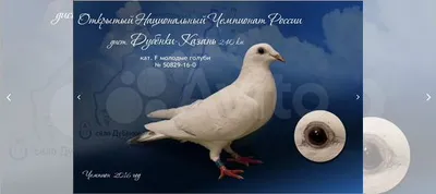 Спортивные голуби купить в Казани | Животные и зоотовары | Авито