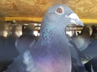 Голубиный спорт: В Украине выпустили 80 тысяч голубей из Румынии -  Korrespondent.net