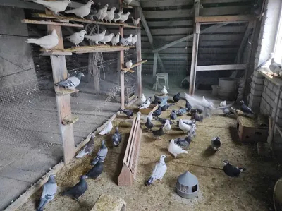 Появление в Казахстане голубей с китайскими передатчиками разъяснили в  Минэкологии: 15 января 2020, 15:21 - новости на Tengrinews.kz