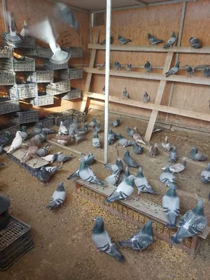 Самый дорогой в мире голубь - Сколько стоят бельгийские голуби для гонок -  фото, видео — УНИАН