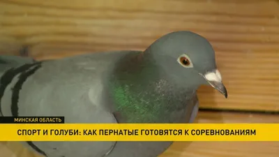 Спортивные голуби купить в Москве | Животные и зоотовары | Авито