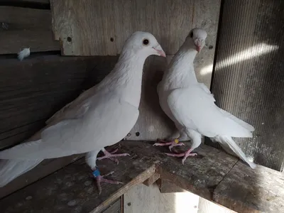 Белые спортивные голуби купить в Нижнем Новгороде | Животные и зоотовары |  Авито