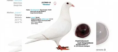 Принцип «работы» голубиной почты и их ориентация в пространстве | Все о  голубях от А до Я | Дзен