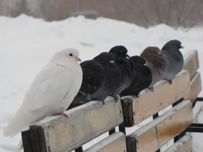 Обезглавленных почтовых голубей нашли в Тюрингии