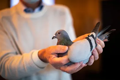 Почтовые породы голубей | ВКонтакте