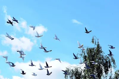 Китайские голуби с иероглифами залетели в Казахстан
