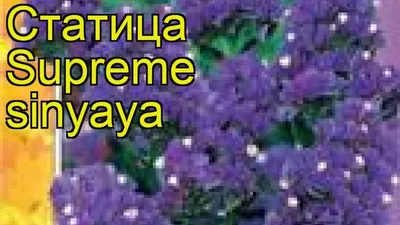 Статица Суприм синяя. Краткий обзор, описание характеристик limonium  sinuatum Supreme sinyaya - YouTube