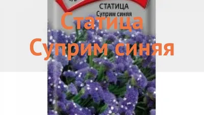 Статица Обыкновенный Суприм синяя – купить семена в интернет-магазине Лафа  с доставкой по Москве, Московской области и России