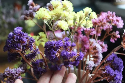 Кермек выемчатый (Лимониум, Статица, Статице) / Limonium sinuatum, Statice  sinuata - «Э - экономия! Как с помощью этого цветка почти бесплатно решить  проблему 1-сентябрьских букетов и украсить собственный дом. Особенности  выращивания » | отзывы