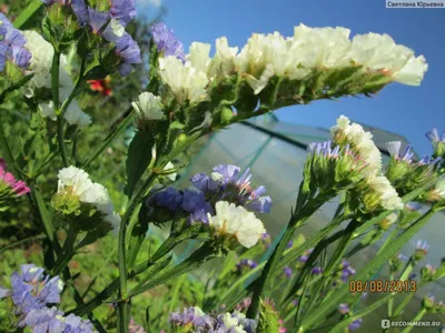 Кермек выемчатый (Лимониум, Статица, Статице) / Limonium sinuatum, Statice  sinuata - «И в саду хорош и в вазе зимой» | отзывы