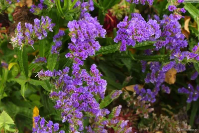 Кермек выемчатый (Лимониум, Статица, Статице) / Limonium sinuatum, Statice  sinuata - «Выращиваем реквизит для фото. Морская лаванда или статица.  Отличное растение для зимних букетов и неприхотливый сухоцвет. » | отзывы