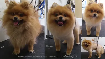 Стрижка померанского шпица до и после. Grooming (grooming) Pomeranian  before and after. ZooGruming.ru | Perros pomerania, Perros, Pomerania