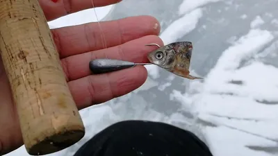 Ловля налима на стукалку | Секреты рыбалки на стукалку зимой