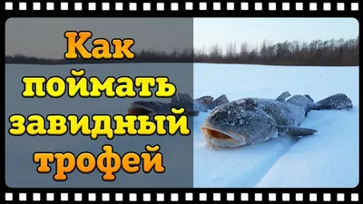 Как поймать налима зимой, тонкости и секреты ловли на реке. - YouTube