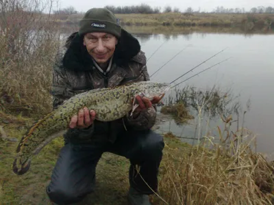 Стукалка на налима своими руками, ловля зимой в январе и феврале, видео »  Рыболовный Интернет-Магазин «ЛОВИМ КАРПА»