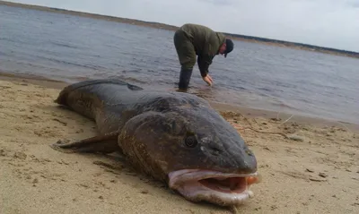 Ловля налима в октябре - читайте на Сatcher.fish