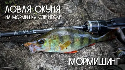 Мормышинг. Ловля окуня на мормишку спиннингом - Смотреть видео онлайн