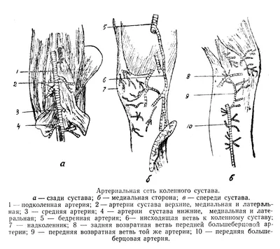 Соединения костей собаки (иллюстрации): нормальная анатомия | vet-Anatomy