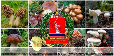 Грибы и грибники Волгоградской области🍄 — сбор съедобных, фото