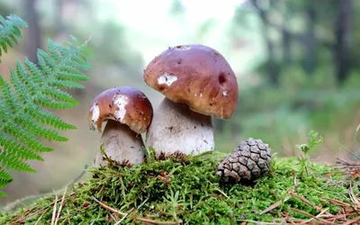 Лучшие грибные места Волгоградской области - ГрибноеМесто