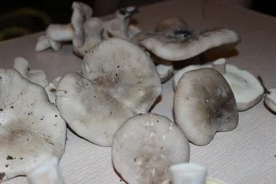 Съедобные грибы Волгоградской области - 33 фото