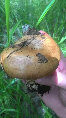 Грибочки Волгоградской области / Съедобные грибы, ягоды, травы