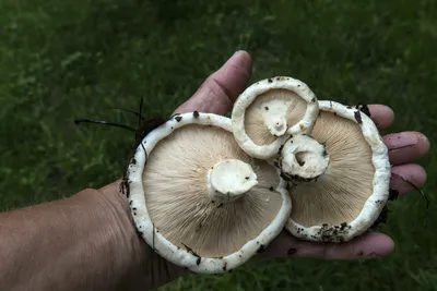 Волгоградский «Мичурин» выращивал галлюциногенные грибы - Кривое-зеркало.ру