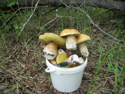 Ядовитые грибы Волгоградской области - 26 фото