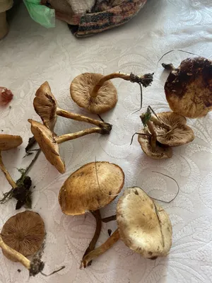 Оксана (Дубовка Волгоградская область) просит распознать гриб по фото