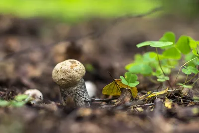 Съедобные грибы Вологодской области - фото и картинки: 52 штук