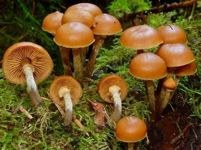 Нижнекамск | Советует специалист: грибы, опасные для здоровья - БезФормата