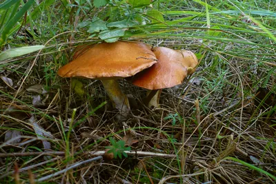 Съедобные грибы в Саратовской области - фото и картинки: 66 штук