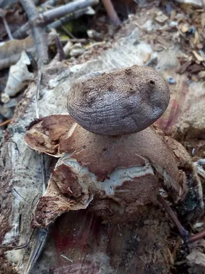 В природном парке Волгоградской области найден редкий гриб