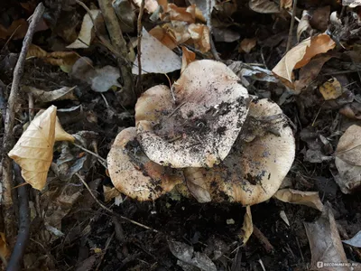 Сбор грибов - «Сбор грибов - моё одно из любимых занятий. Какие грибы  растут в Волго-Ахтубинской пойме? » | отзывы