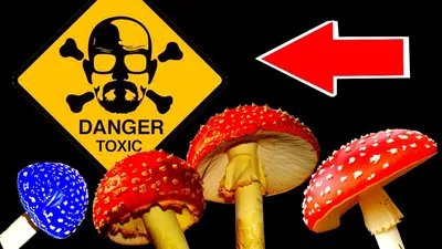 Смертельно ядовитые грибы Саратовской области